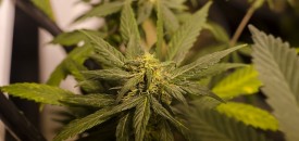 Banks Unwilling to Work with State-Licensed Marijuana Businesses
