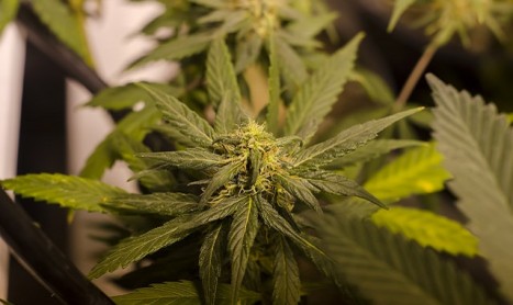 Banks Unwilling to Work with State-Licensed Marijuana Businesses